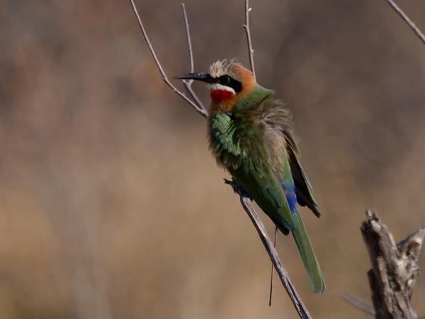 <h3><a href="/trips/safari/biota/animalia/chordata/aves/037 coraciiformes/006 meropidae/merops bullockoides/merops bullockoides-en.html">Merops&nbsp;bullockoides</a> / White‑fronted&nbsp;bee‑eater / Witkapbijeneter</h3>OM-1 with M.40-150mm F2.8 + MC-14, 1/2000 sec at F5.0, ISO 400, distance 11.1&nbsp;m